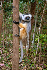 Propithèque à diadème, Propithecus diadema, Lémurien, Madagascar