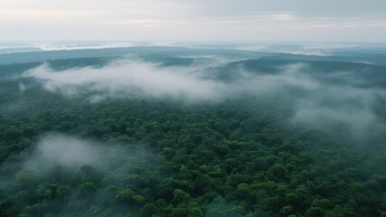 Fototapeta premium Aerial view of dense forest enveloped in mist, showcasing vibrant greenery and serene atmosphere in a natural landscape
