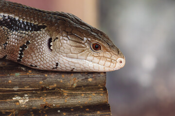 Close up Portrait of a Blue Tongued Skink with its tongue out.