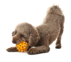 Cute dog playing with toy on white background. Adorable pet