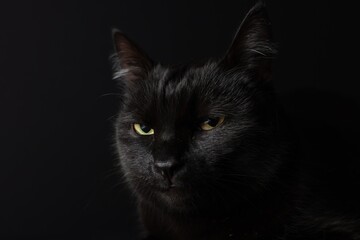 Cute cat on black background, closeup. Adorable pet