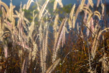 Selective focus of fluffy grass flowers with sunlight, Pennisetum pedicellatum known simply as desho or as desho grass is an indigenous grass of Ethiopia of the monocot angiosperm plant family Poaceae