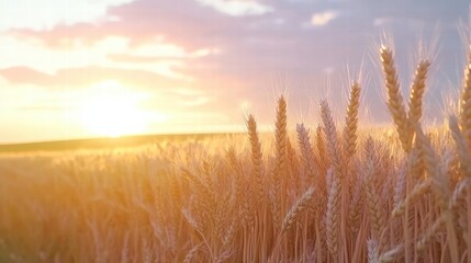 Wheat Harvesting at Sunset Rural Field Nature Scene Tranquil Environment Wide Angle Golden Grain Serenity