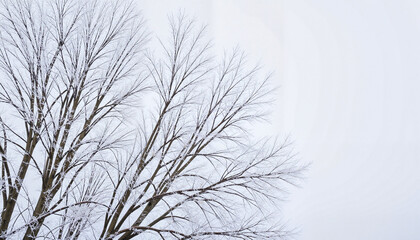 Obraz premium Frost-covered bare branches against a pale overcast sky creating a serene winter atmosphere