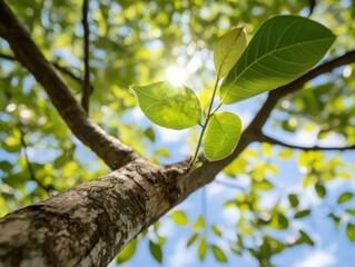 Fototapeta premium Sunlit Green Leaves on Tree Branch Scene Vibrant Atmosphere Ground-Level View Growth Concept