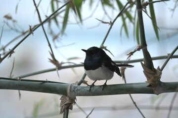 Oriental magpie robin