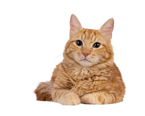 Young Aphrodite's Giant Longhair aka Cyrpus or Cypriot cat, laying down facing front. Looking straight to camera. Isolated cutout on a transparent background.