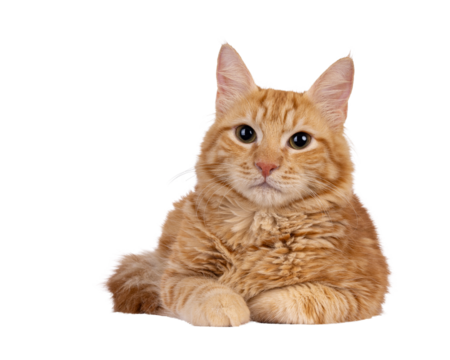 Young Aphrodite's Giant Longhair aka Cyrpus or Cypriot cat, laying down facing front. Looking straight to camera. Isolated cutout on a transparent background.