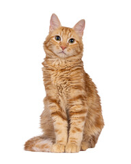 Young Aphrodite's Giant Longhair aka Cyrpus or Cypriot cat, sitting up facing front. Looking...