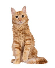 Obraz premium Young Aphrodite's Giant Longhair aka Cyrpus or Cypriot cat, sitting up facing front. Looking straight to camera. Isolated cutout on a transparent background.