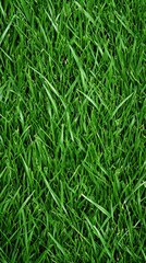 Obraz premium Lush Green Grass Growth Scene Close-up Photography Outdoor Setting Vibrant Viewpoint Natural Beauty