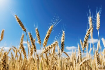 Fototapeta premium Golden Wheat Field under Sunny Sky. Scenic Rural Landscape with Yellow Cereal Plants. Agriculture and Nature Concept with Blue Sky. (AR 3:2)