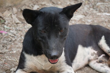 Naklejka premium Homeless abandoned dog sleeping on the street