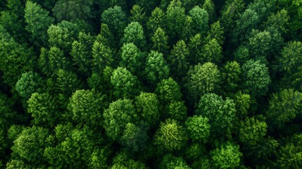 Lush Green Forest Aerial View with Dense Canopy of Trees in Natural Landscape : Generative AI