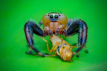 Jumping spider with prey