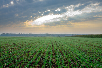 Scenic Green Field Under Cloudy Sky with Sunlight Breaking Through
