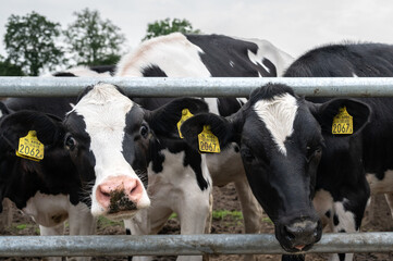black and white cows with their heads through the fence watching funny