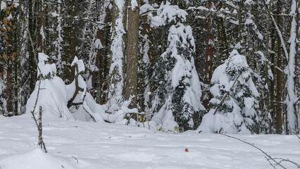 Fototapeta premium Schneebedeckte Sträucher