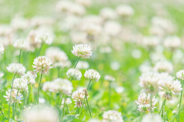 シロツメクサの花畑