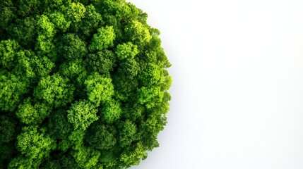 Lush Green Forest Canopy Revealing Vibrant Ecology from Aerial Perspective : Generative AI