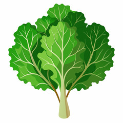 Fototapeta premium kale vegetable vector