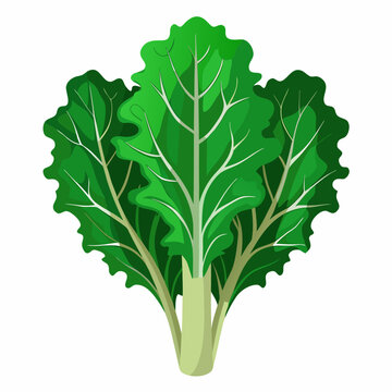 kale vegetable vector