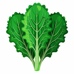 kale vegetable vector