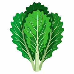 kale vegetable vector