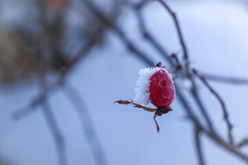 rosehip at a frosty winter day in january 