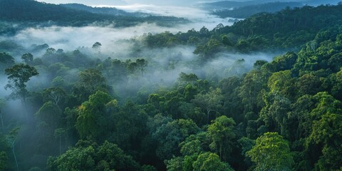 Lush green forest with foggy mist in the air. The trees are tall and dense, creating a serene and peaceful atmosphere. The fog adds a sense of mystery and tranquility to the scene