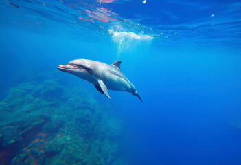 Fototapeta premium Generated image