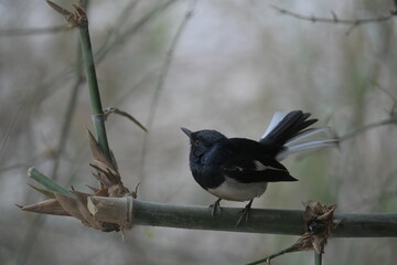 Bird in bamboo grove