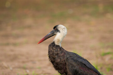 A stork with a white and black head and beak with red tip