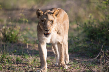 A lone lioness wandering through the bush