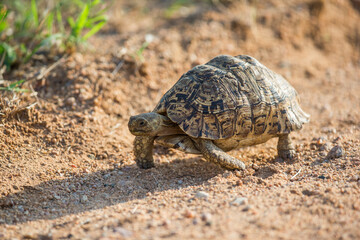 A tortoise walking along a dirt road