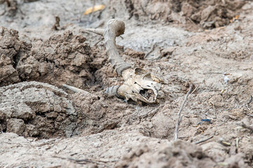 Male impala skull in a dried out watering hole