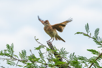 Fototapeta premium Rufous naped lark with wings out