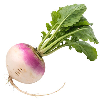 turnip isolated on white background