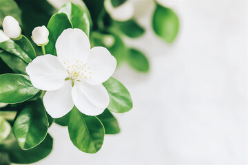 A close-up of fragrant orange blossom flowers with delicate white petals and vibrant green leaves, showcasing natural beauty and purity.
