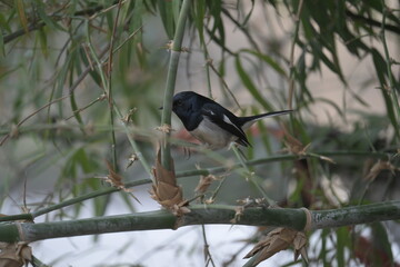 Bird in bamboo grove