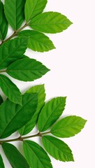 Fototapeta premium Illustrated set of lush green leaves suitable for natural or eco-focused themes