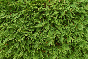 Background texture of thuja leaves