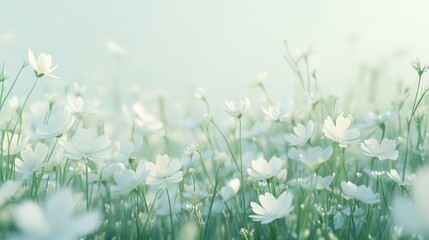 Springtime field with white flowers in bloom.