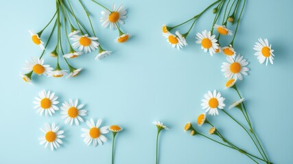 A delicate frame of white daisy blossoms arranged on a soft blue background, creating a visual symphony of simple elegance and natural beauty.