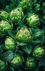 Obraz premium Artichoke Abundance: Lush, vibrant green artichoke buds nestled amongst their foliage, creating a rich and textured image perfect for culinary or botanical themes.