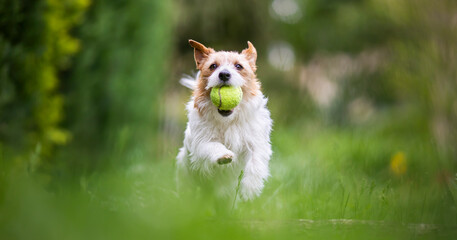 Playful happy active jack russell terrier dog runs and brings back her tennis toy ball in the grass...