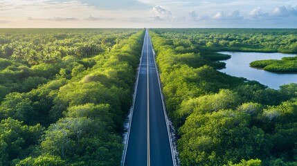 Highway Through Lush Green Mangrove Forest