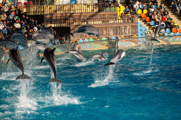 和歌山県　イルカのショーの風景