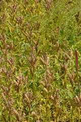 Lupinen,  Lupinus spp.  Schotenbildung,  Hülsenbildung,  Fruchtentwicklung