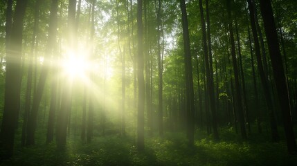 Obraz premium Sunlight Streaming Through Lush Green Forest Trees in Serene Natural Setting : Generative AI